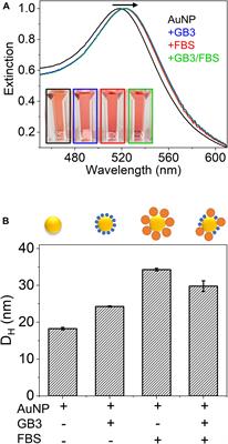 Solution NMR of Nanoparticles in Serum: Protein Competition Influences Binding Thermodynamics and Kinetics